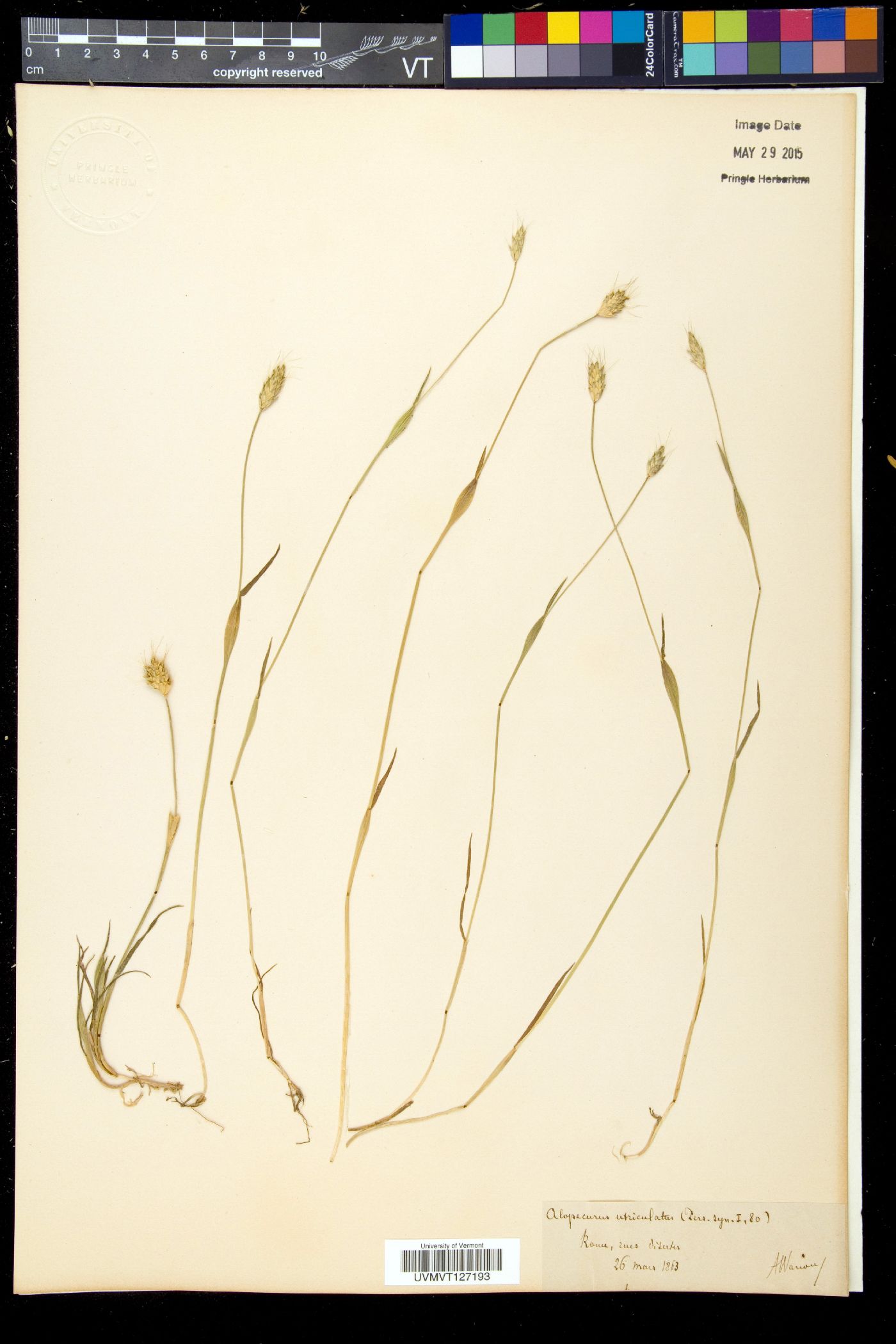 Alopecurus utriculatus image