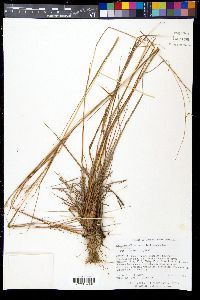 Hemarthria altissima image