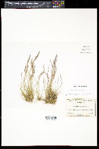 Agrostis humilis image