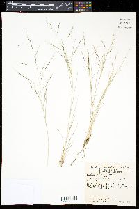 Aristida ternipes image