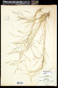 Aristida havardii image