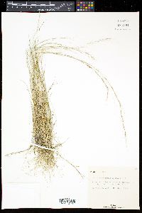 Aristida intermedia image