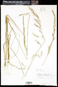 Aristida lanosa image