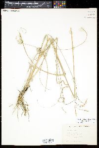 Aristida schiedeana var. orcuttiana image