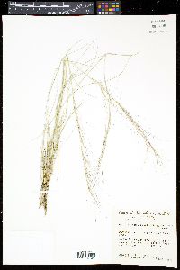 Aristida purpurea var. longiseta image