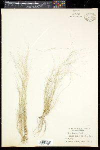 Aristida purpurea var. longiseta image