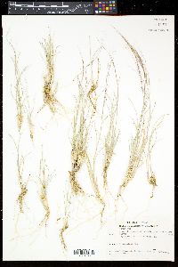 Aristida purpurea var. longiseta image