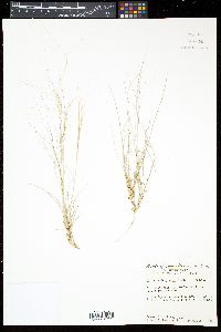 Aristida purpurea var. longiseta image