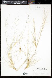 Aristida oligantha image