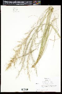 Aristida purpurascens image