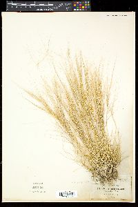 Aristida purpurea var. purpurea image