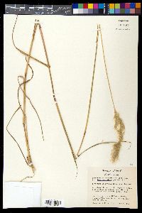 Bothriochloa longipaniculata image