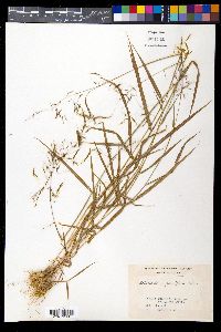 Bothriochloa parviflora image