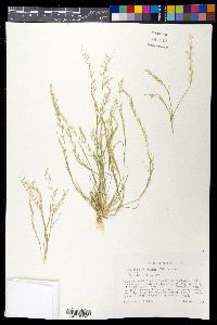 Bouteloua aristidoides image