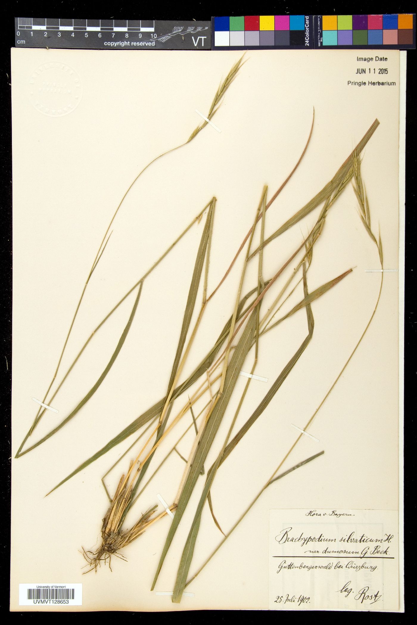 Brachypodium silvaticum var. dumosum image