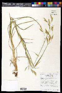 Bromus lanatipes image