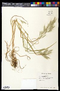 Bromus macrostachys image