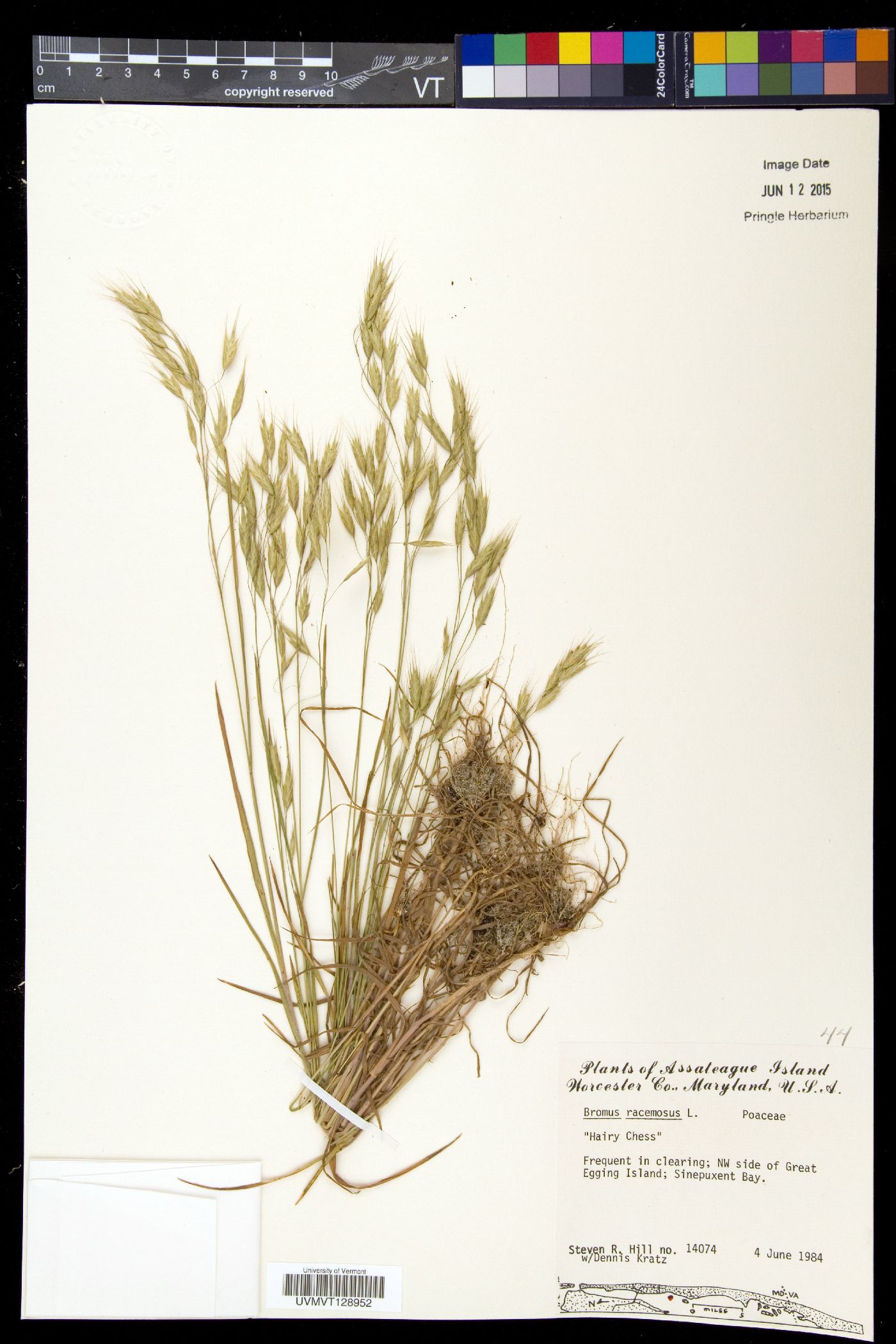 Bromus racemosus image