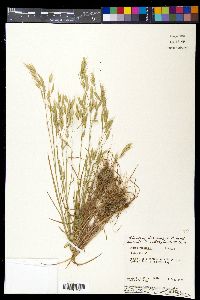 Bromus racemosus image