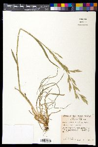 Bromus catharticus image