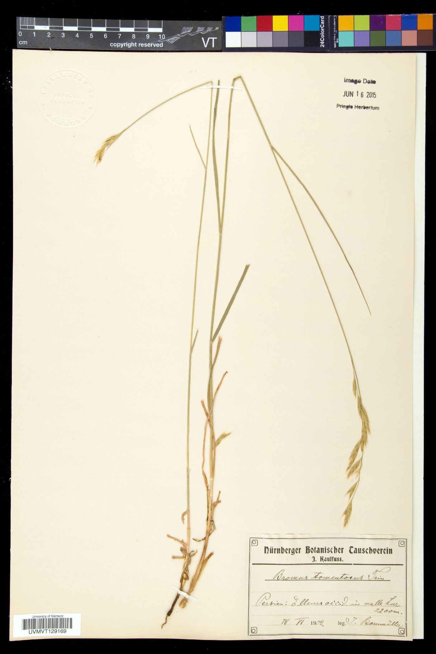 Bromus tomentosus image