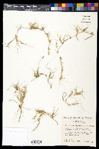 Bouteloua dactyloides image