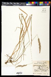 Calamagrostis cinnoides image