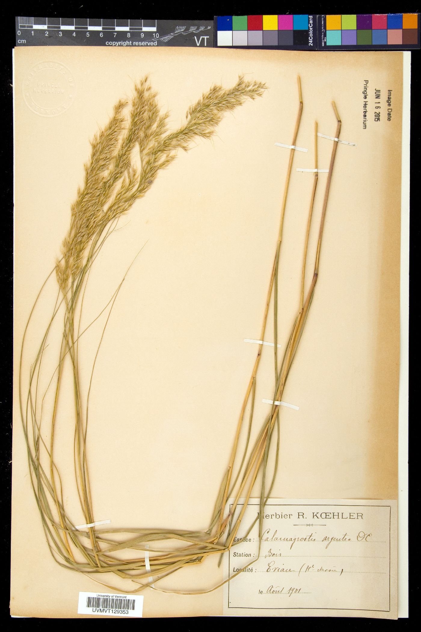 Achnatherum calamagrostis image