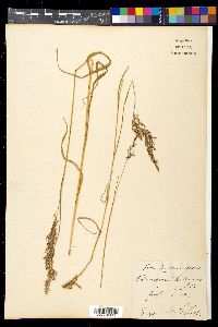 Calamagrostis halleriana image