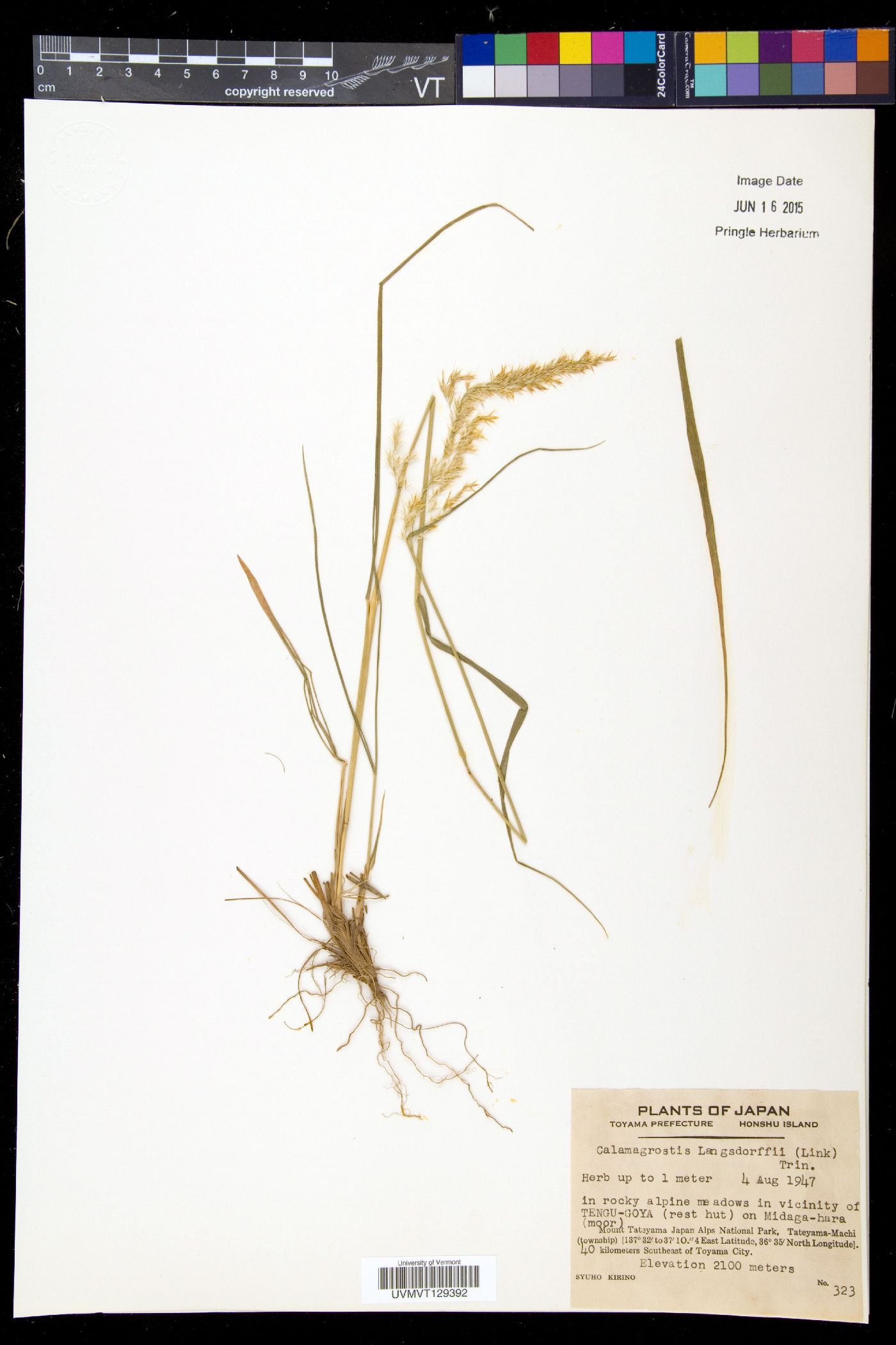 Calamagrostis langsdorffii image