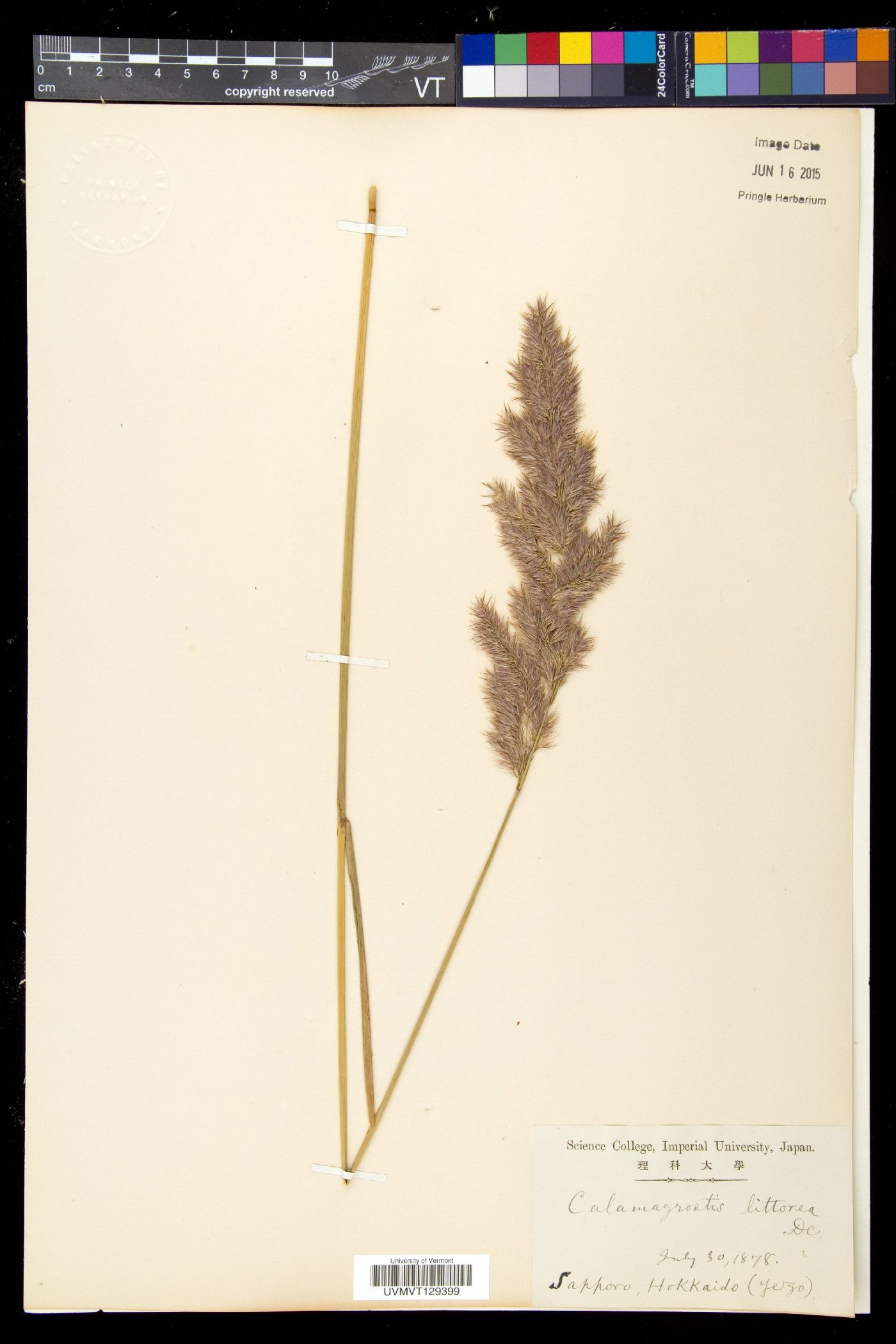 Calamagrostis littorea image