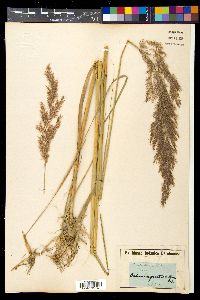 Calamagrostis littorea image