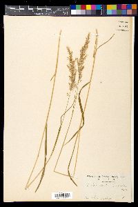Calamagrostis longiseta image