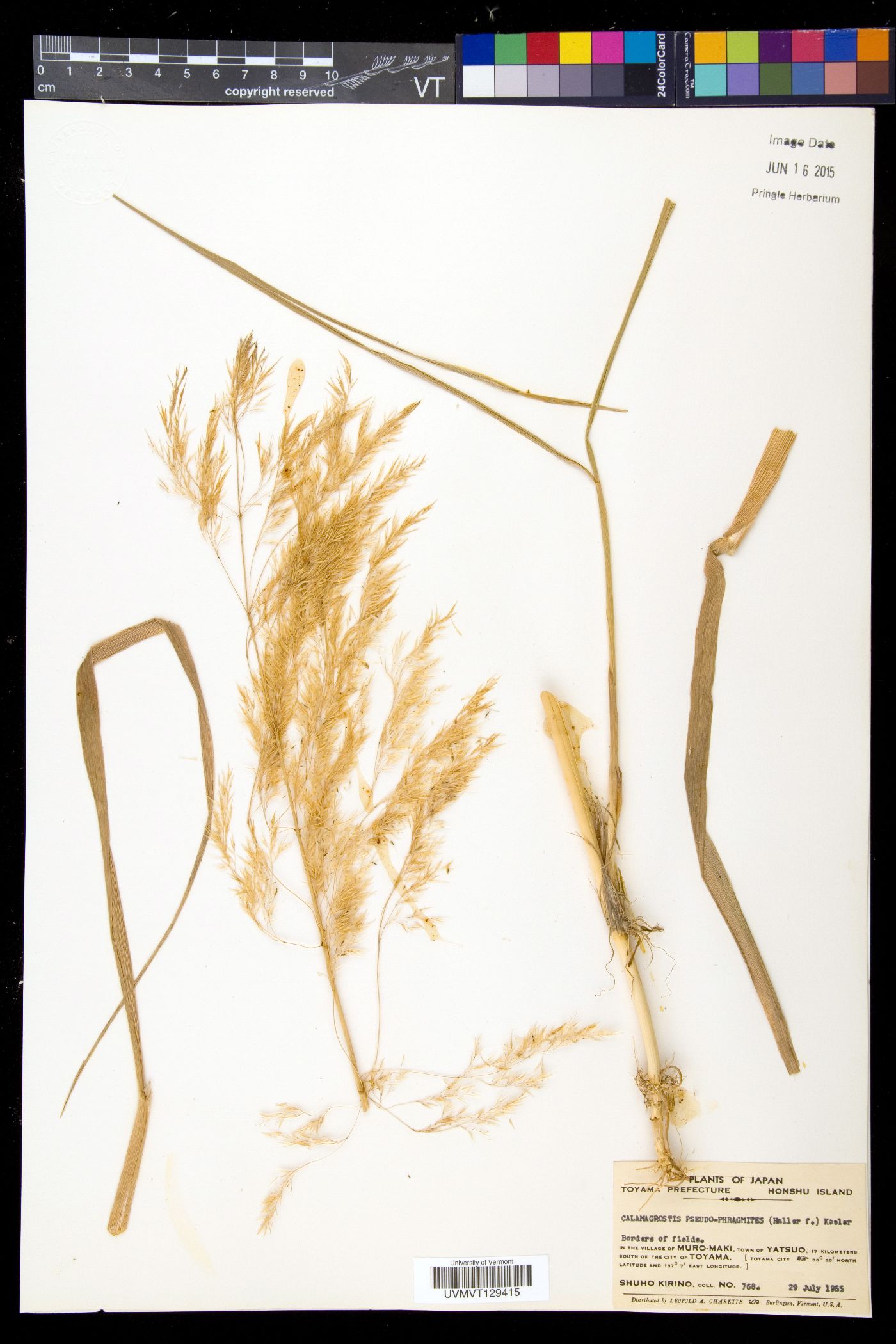 Calamagrostis pseudophragmites image