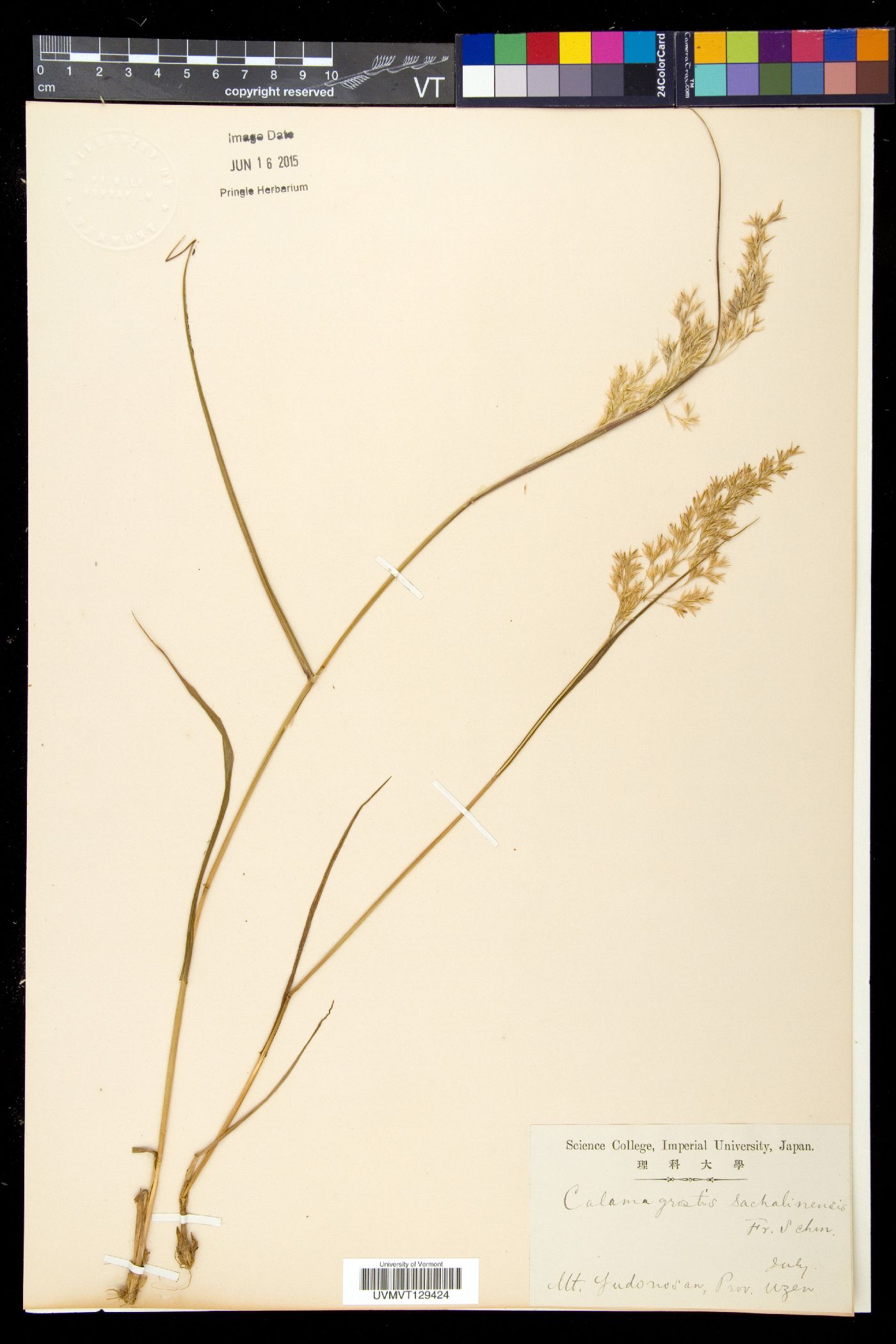 Calamagrostis sachalinensis image