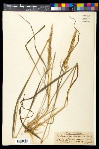 Calamagrostis varia image