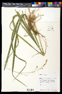 Chasmanthium sessiliflorum image