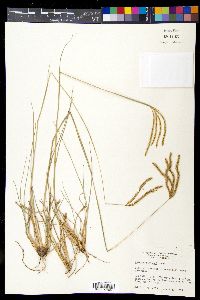 Chloris canterai image