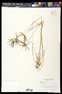 Chloris cucullata image