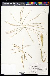 Chloris verticillata image