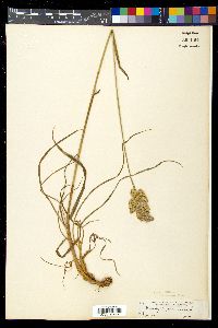 Dactylis glomerata subsp. glomerata image