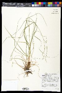 Danthonia compressa image