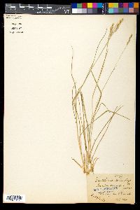 Danthonia decumbens image