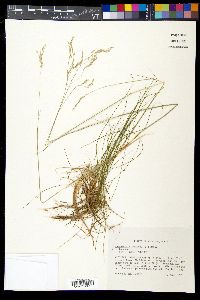 Deschampsia flexuosa image