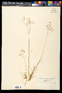 Deschampsia flexuosa image