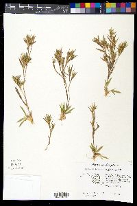 Panicum sphaerocarpon image