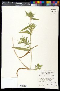 Dichanthelium scoparium image