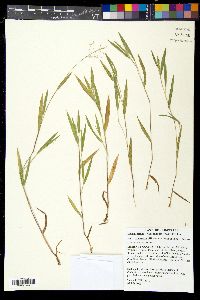 Dichanthelium villosissimum var. praecocius image