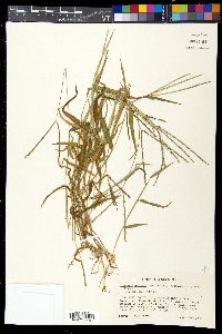 Digitaria ciliaris image