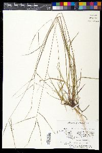 Digitaria filiformis image